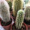 Thumbnail: Mini Cactus Selection