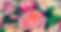 header-home.png
