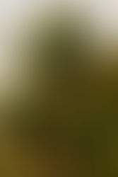 close up of palm tree with green coconuts