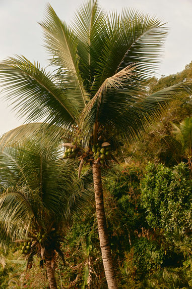 close up of palm tree with green coconuts
