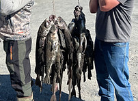 Stringer of Cod and Flounder