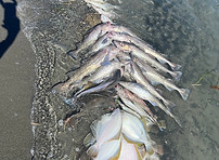 Multi Species Fishing Homer Alaska