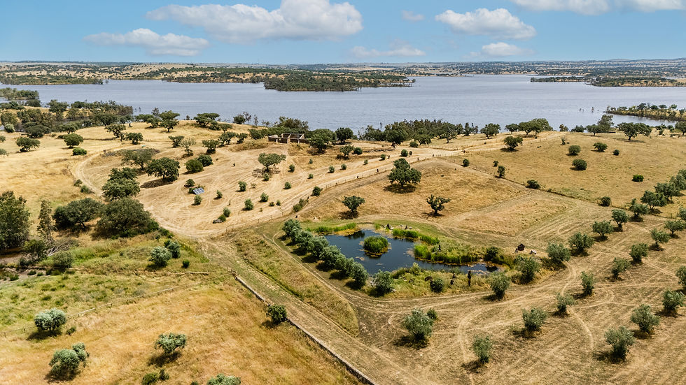 Vista aérea de olivais, lagoa e lago em propriedade privada na zona rural de Ourique, Alentejo.