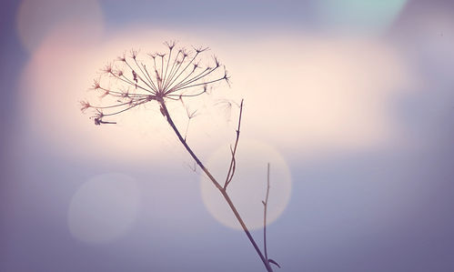 Dandelion flower in a pink, purple hue