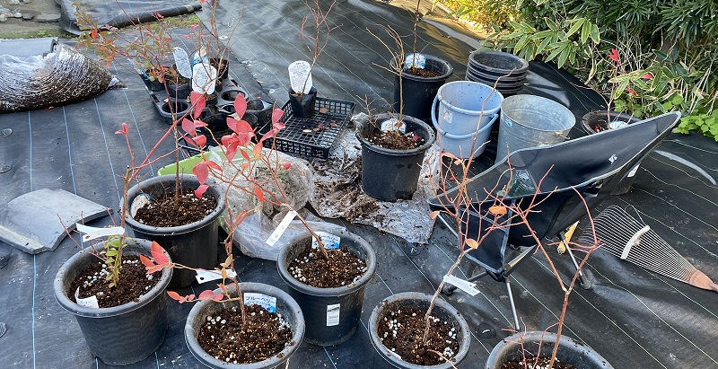 鉢植え (2023/11/23)