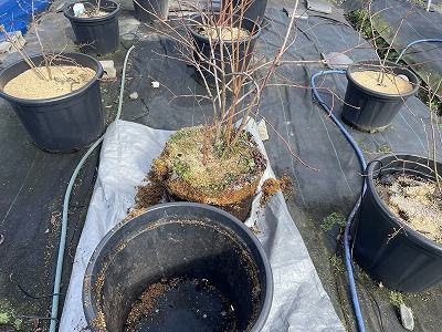 鉢の植え替え (2024/4/10)