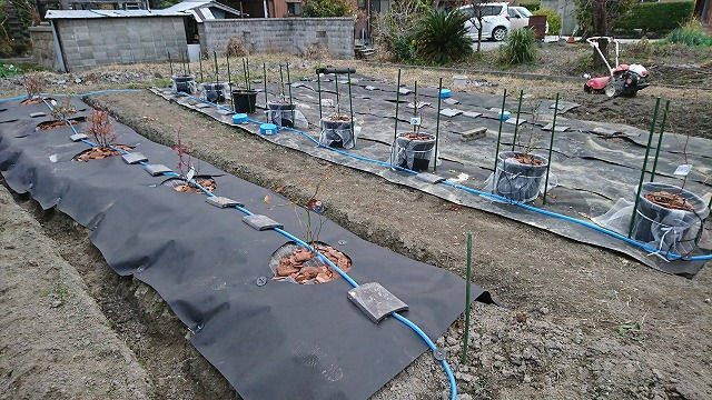 鉢植え④ 新防草シートと鉢植え1ライン完了 (2029/11/27 午後)