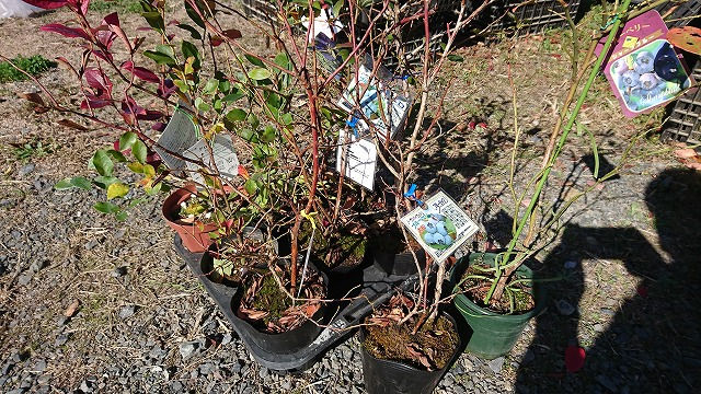 苗(①)どの苗を植えようか?苗をどこで買おう? (2020/11/21)