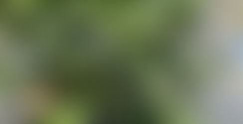 続・蕾のふくらみ(2023/5/18)