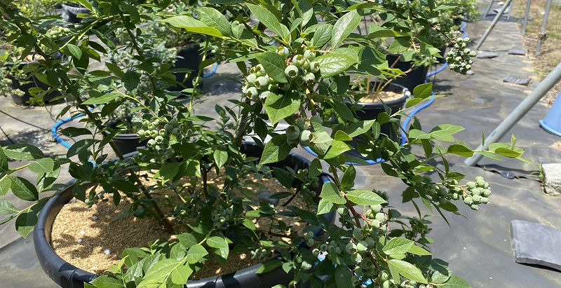 続・蕾のふくらみ(2023/5/18)