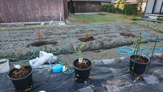 鉢植え① 植え付け (2020/11/26 初日午後)