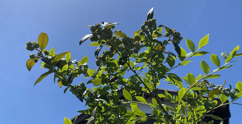 晴天と実り (2023/5/23)