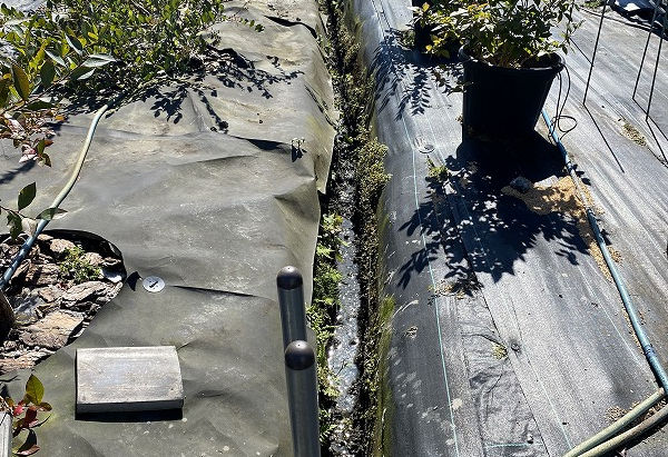 溝堀 final phase (2023/10/19)