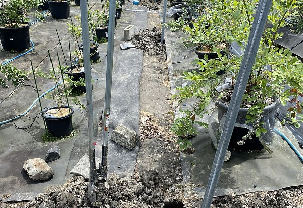防鳥ネット準備 続・支柱の追加 (2023/6/1)