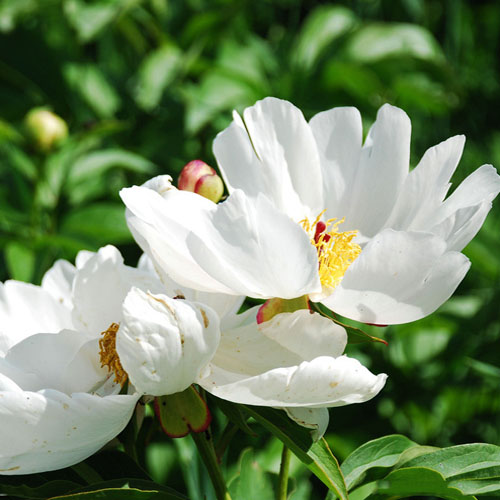 Medicinal Uses of White Peony Root (Bai Shao)