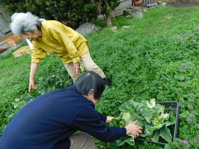 内田農園で野菜を収穫しました