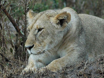 Løvejakt for 40 år siden