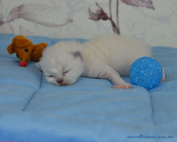 Кашемирчик