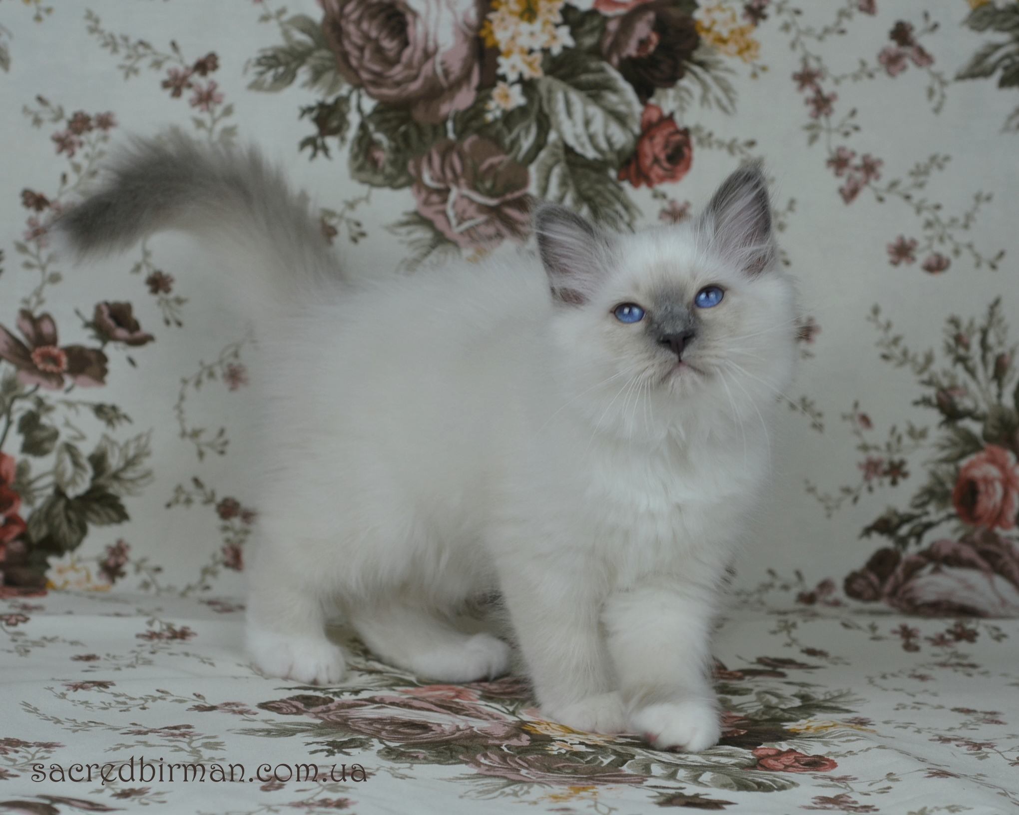 Lukum 2 m 10 d
