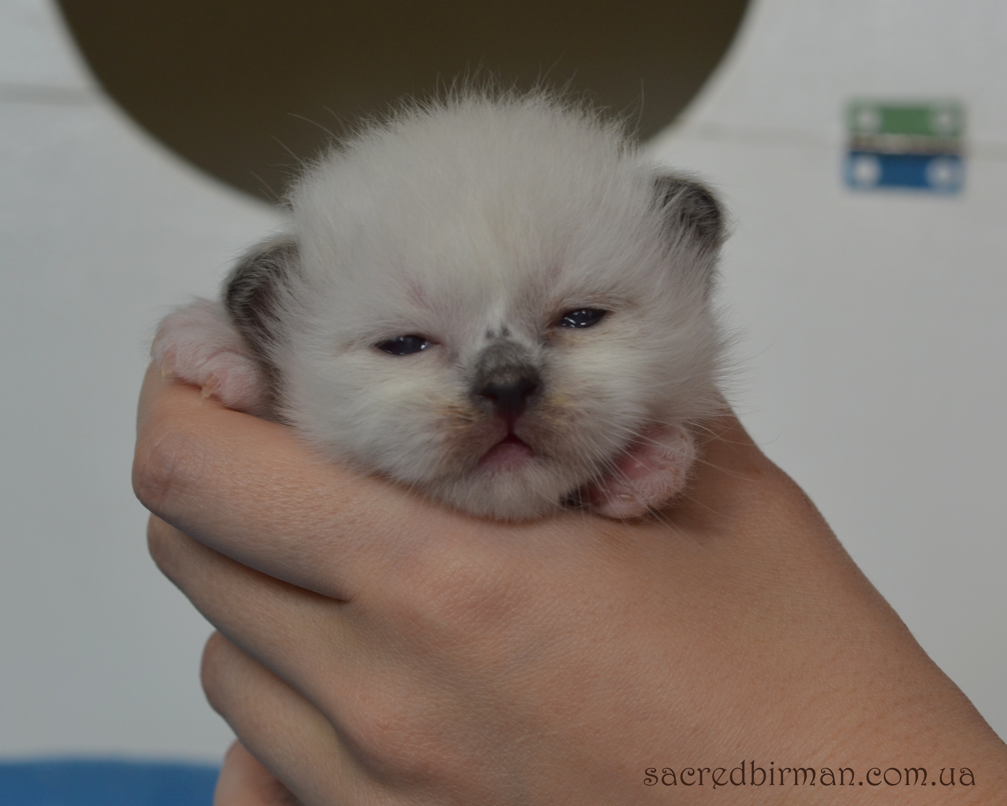 L seal boy 2 weeks (4)