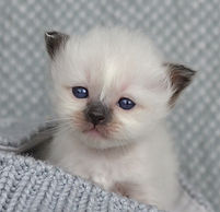 Queen_Bee_2w (5).JPG