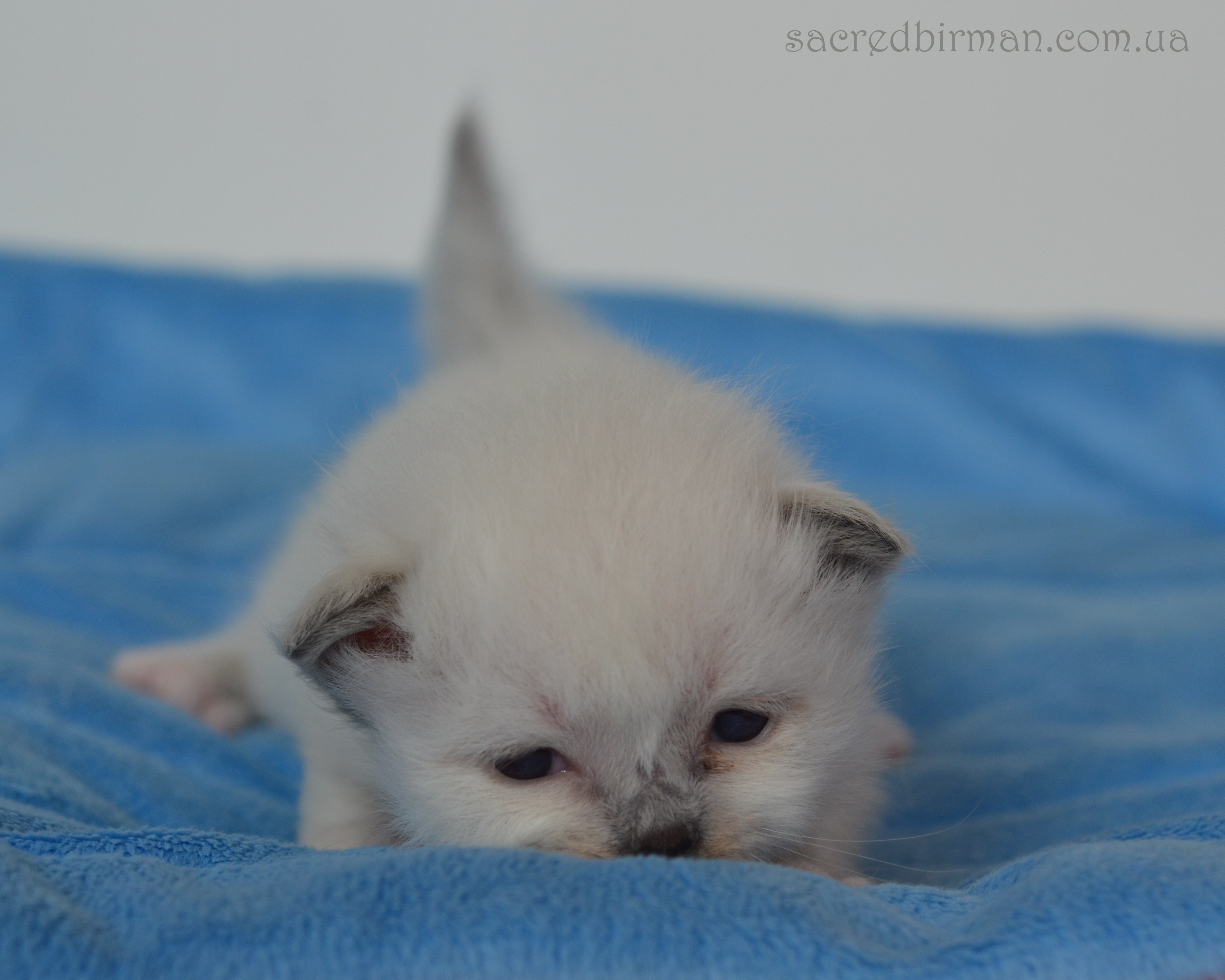 L seal boy 2 weeks
