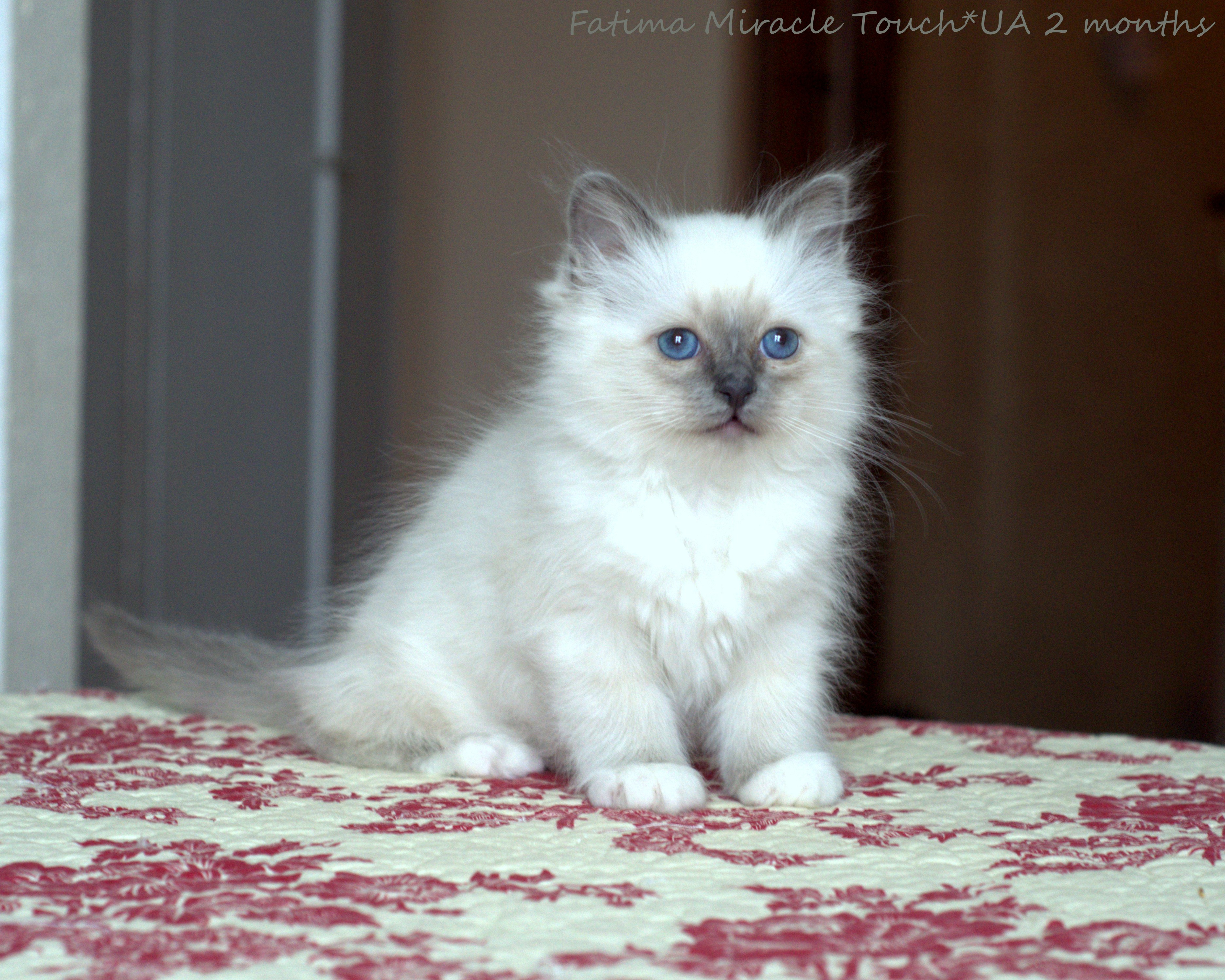 Fatima 2 months (3).jpg