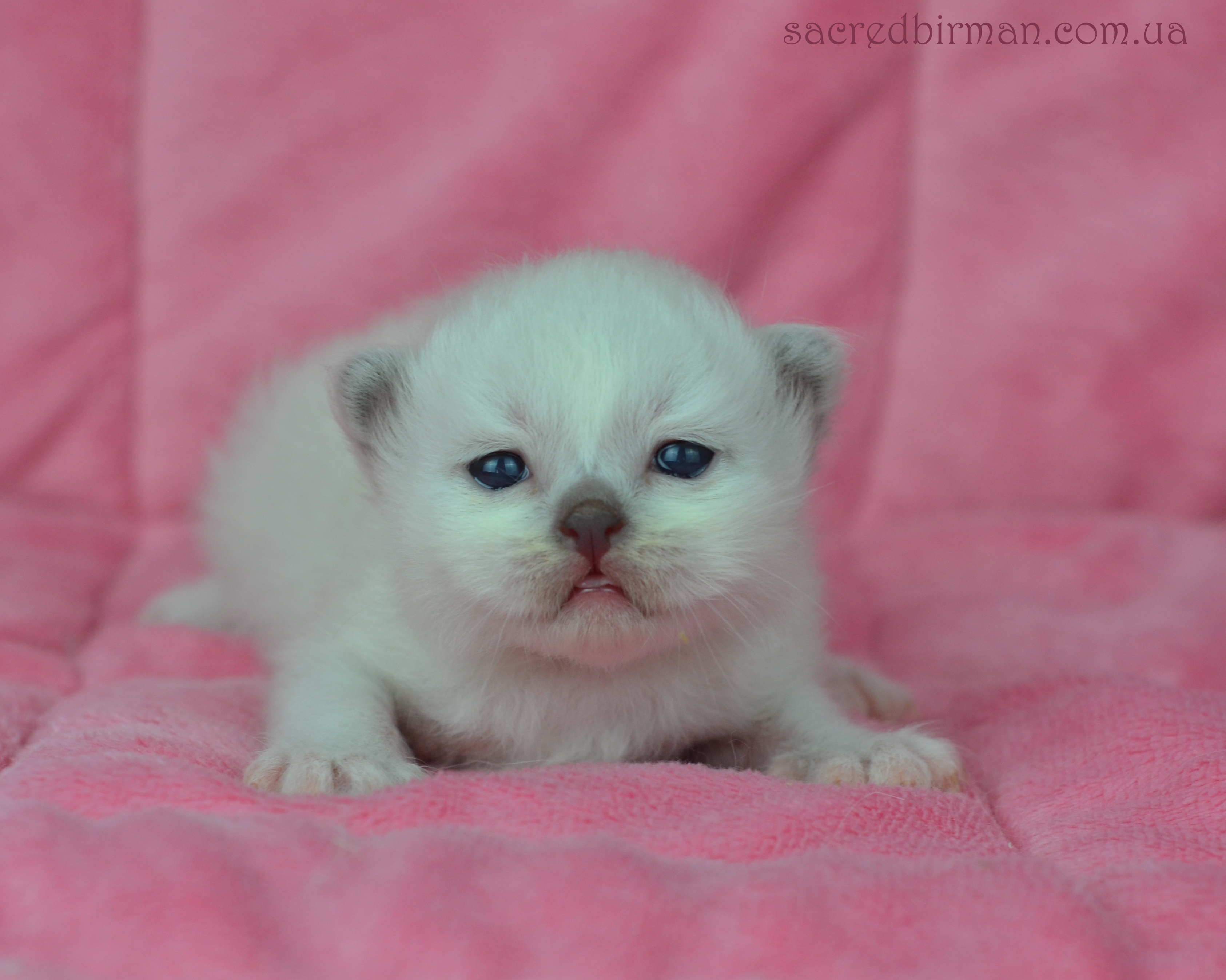 L girl 10 days (9)
