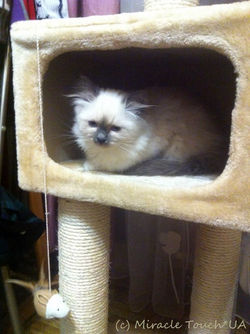 Джинджер в домике