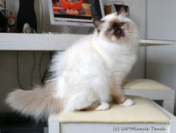 Взъёрошенная Нюрка