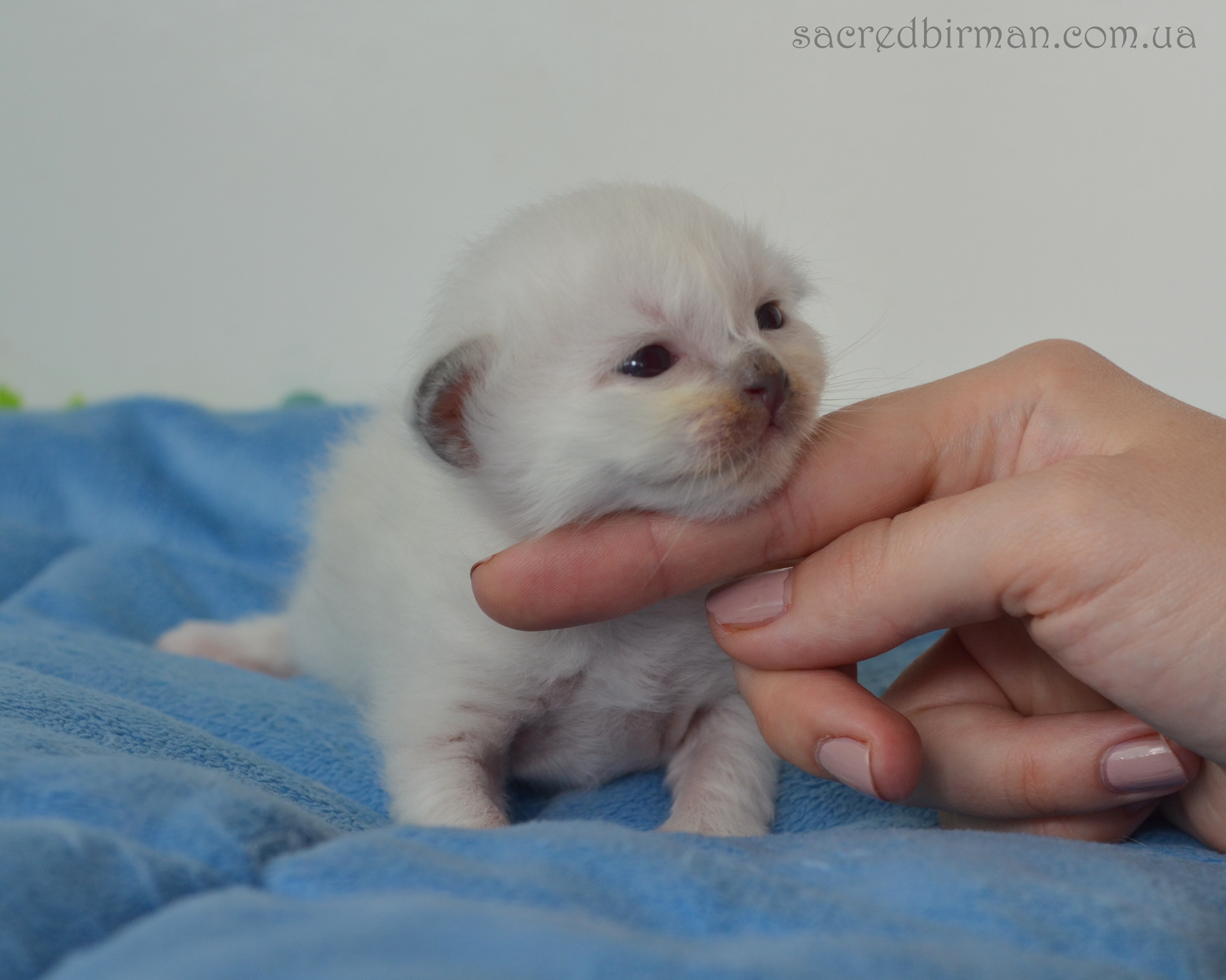 L blue boy 10 days