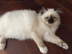 Красавчик Арчи