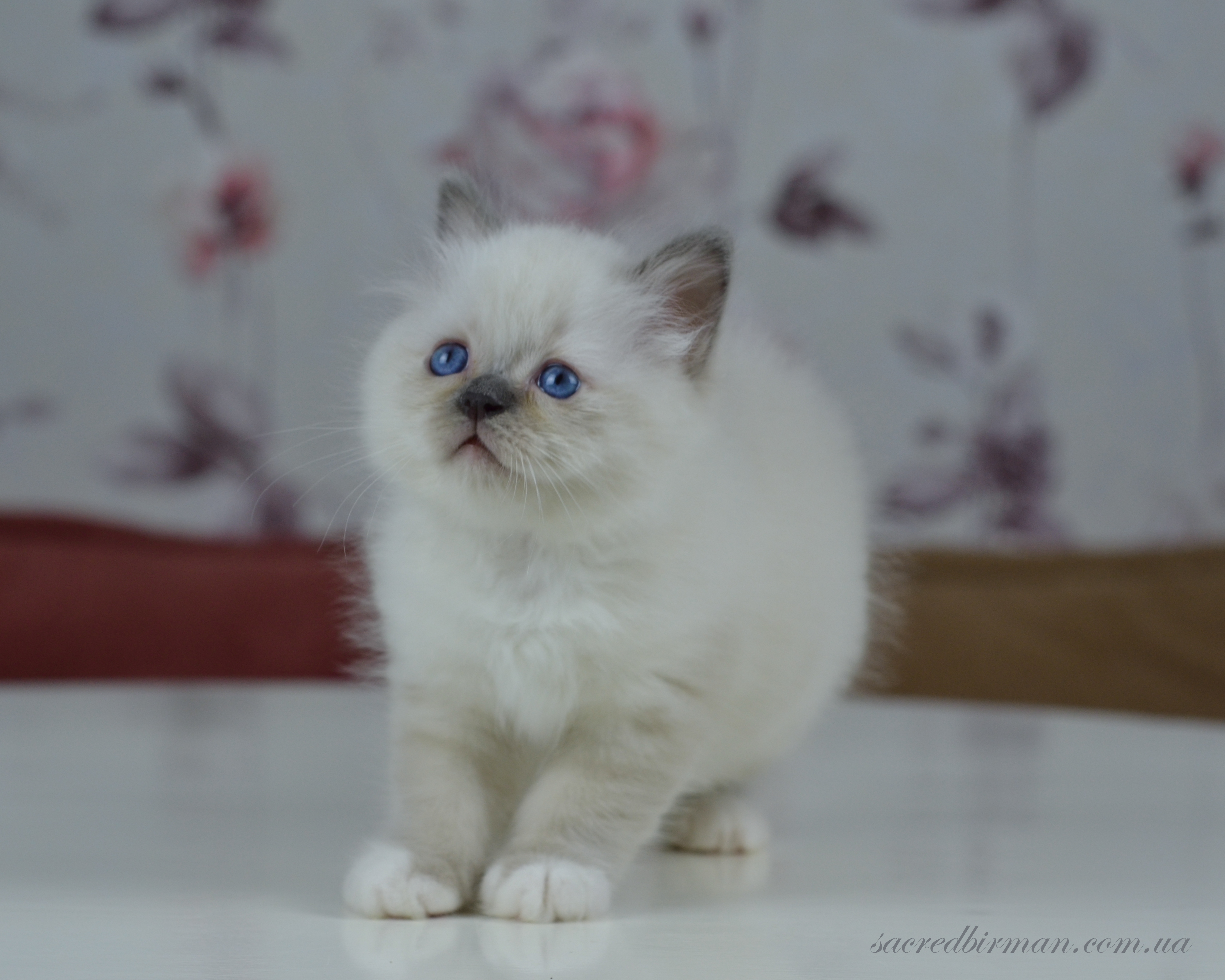 Донецк Купить Кота