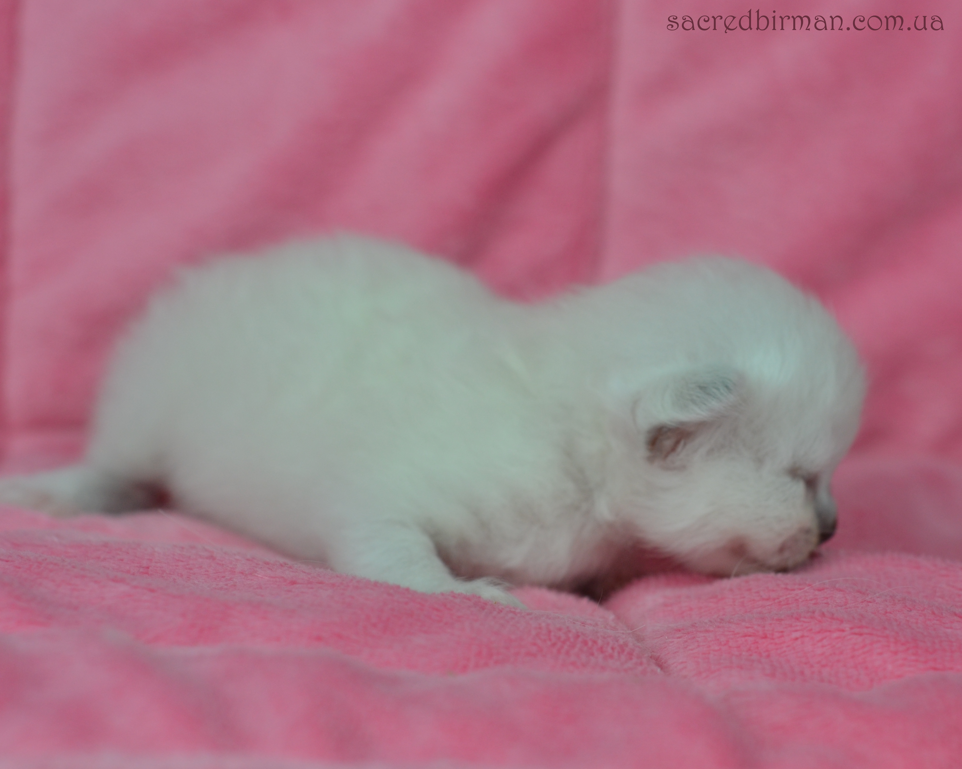 L girl 10 days (4)