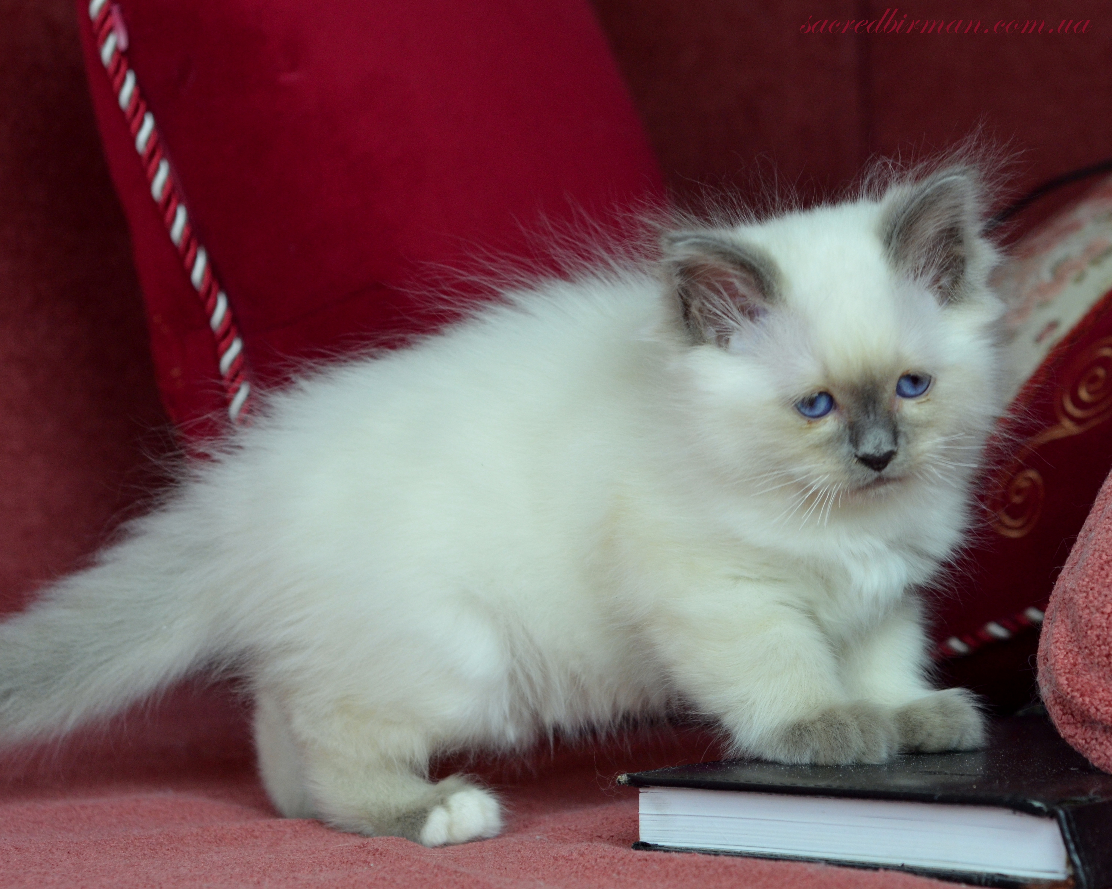Jacqueline sweety 2 m