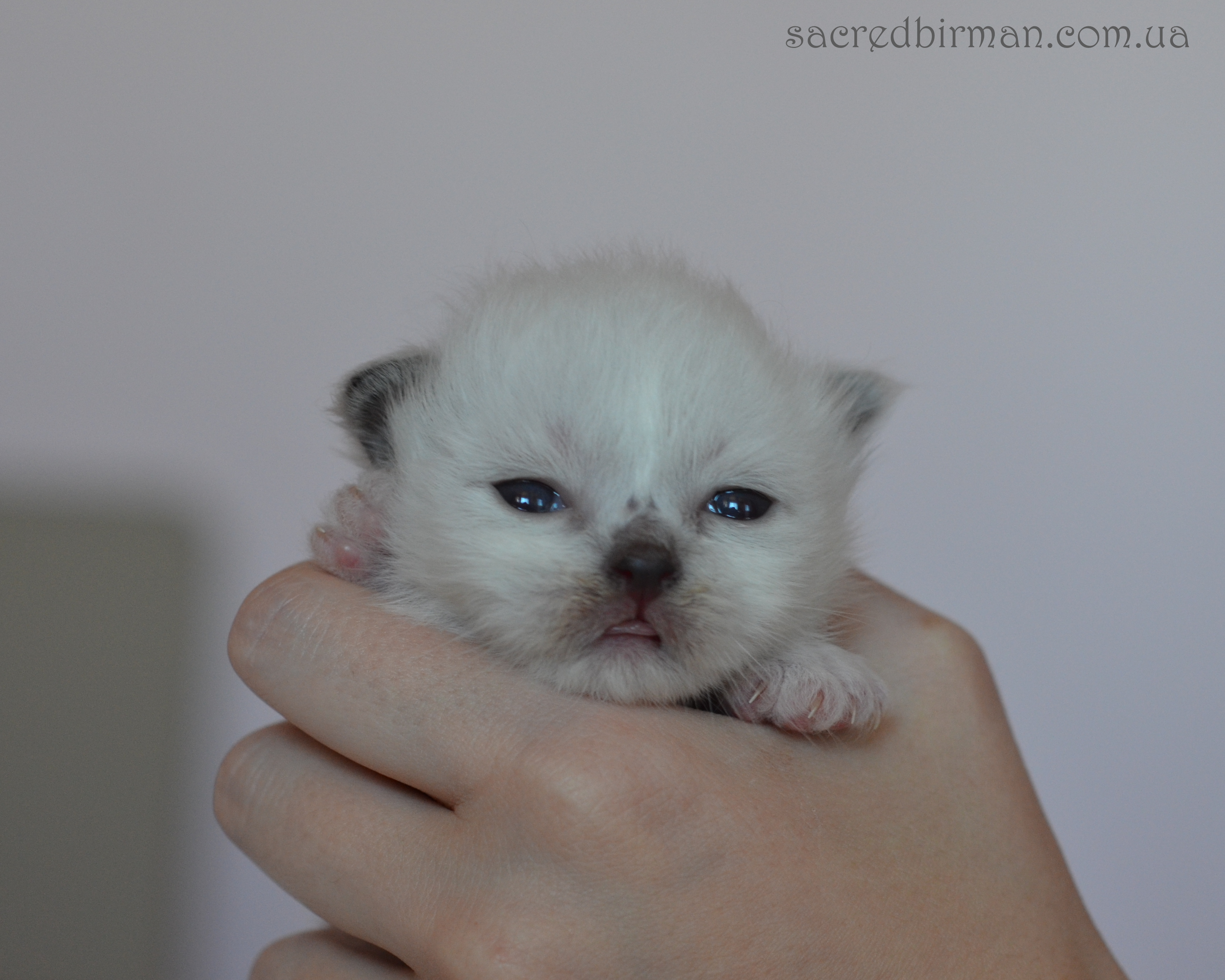 L seal boy 10 days (3)