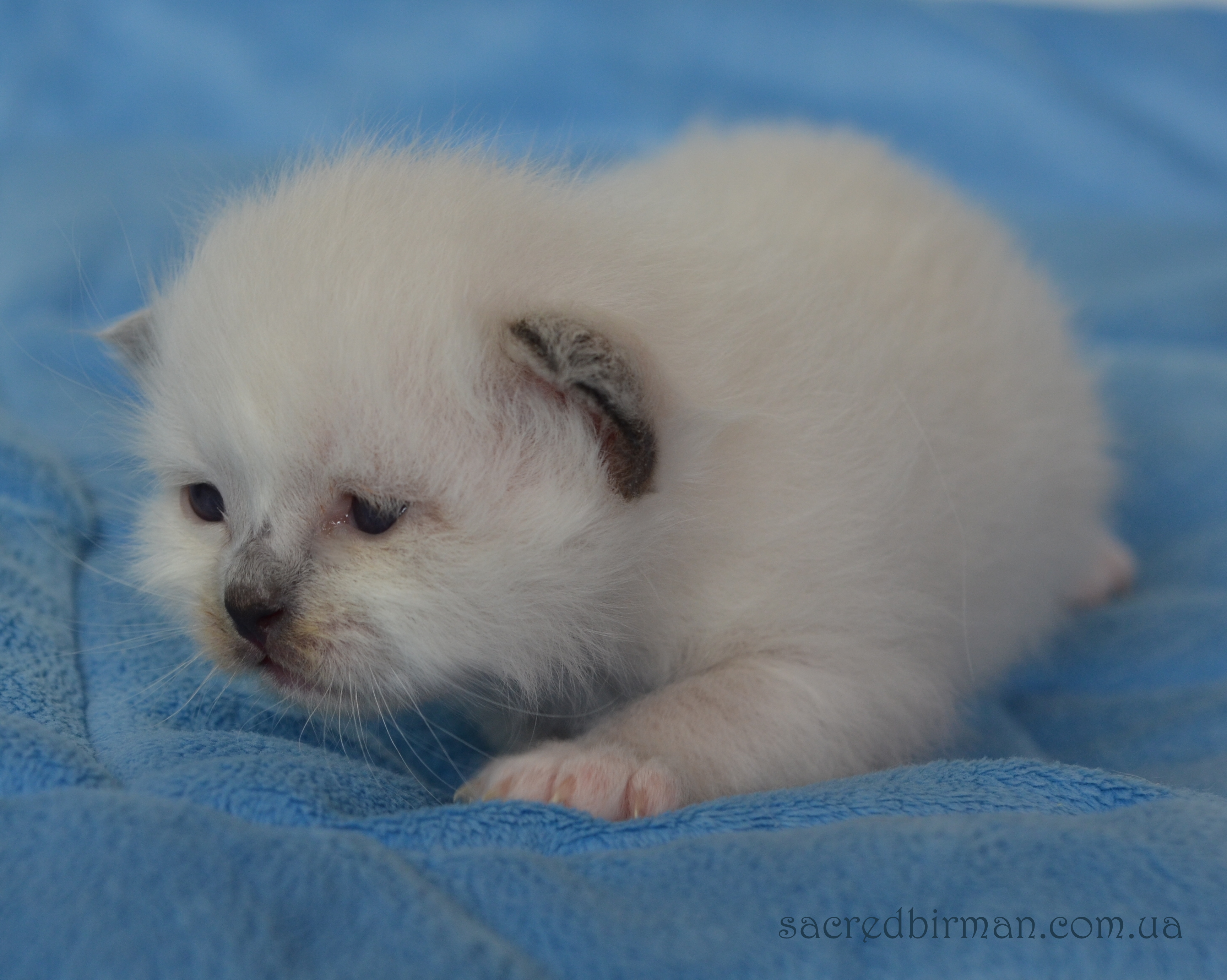 L seal boy 2 weeks (5)
