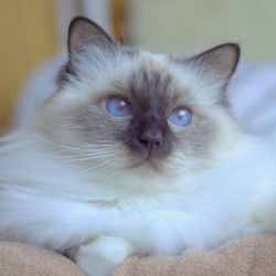 Оскар, 5 лет