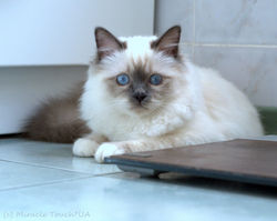 Габби 5,5 мес.