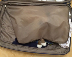 Арчи едет с хозяином в командировку.jpg