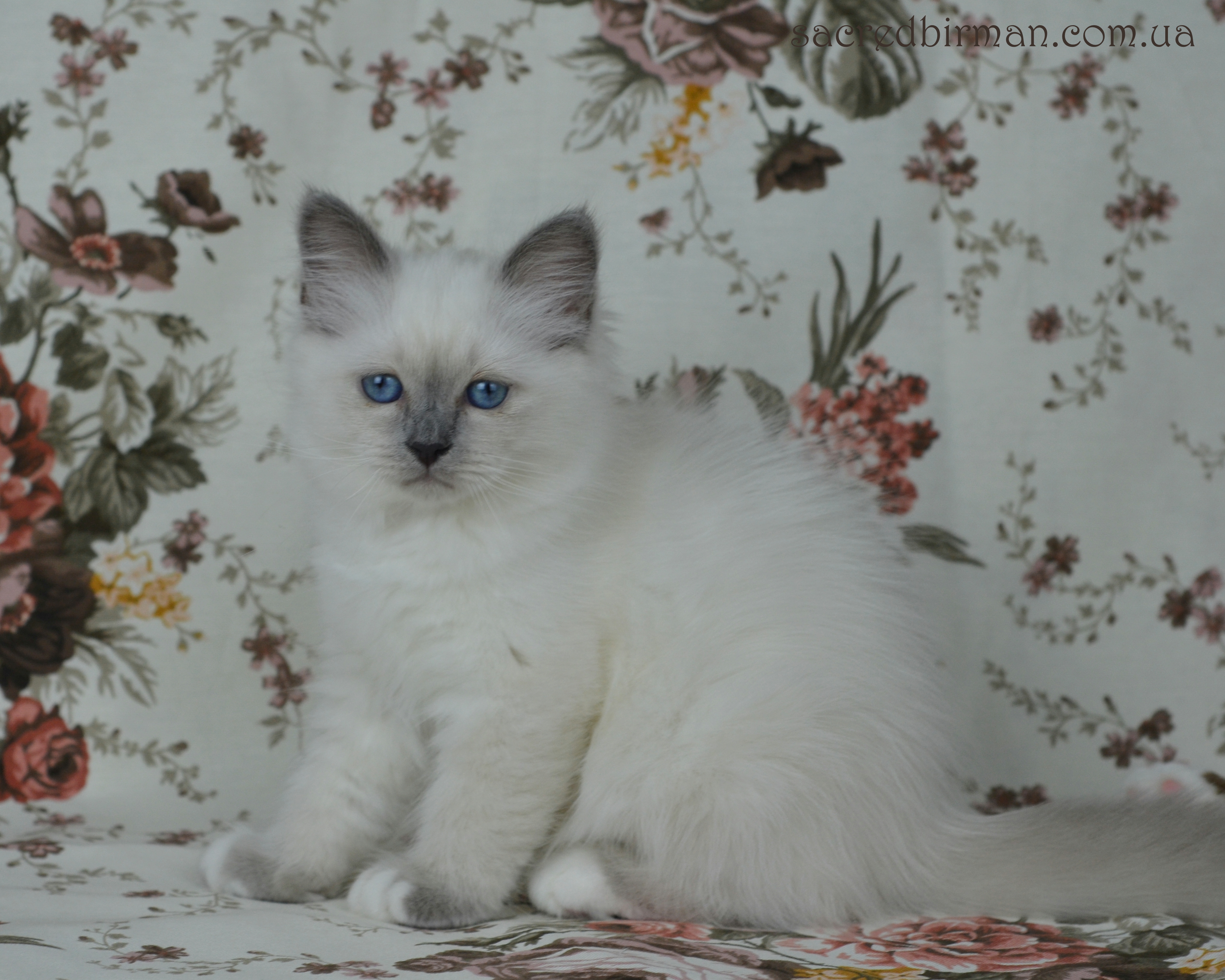 Lola 2,5 m (3)