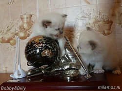 Бобби с братиком Билли, Москва