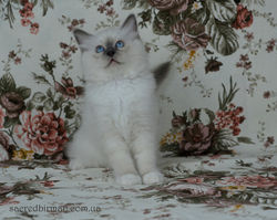 Marzipan 2 m 8 d (7)