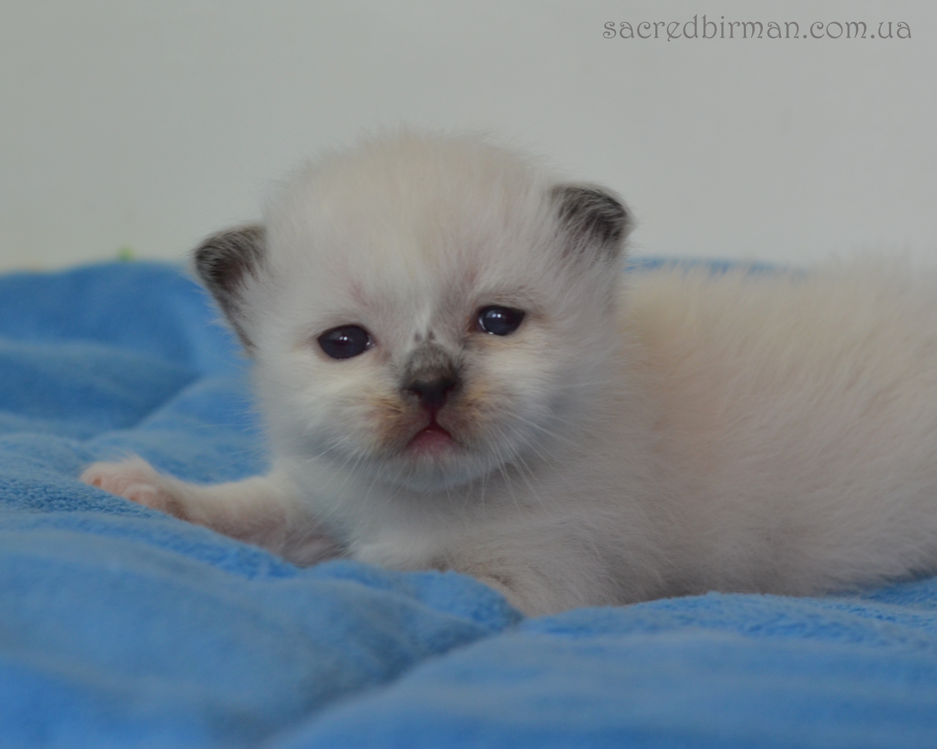 L seal boy 2 weeks (6)