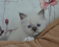 Kashemir hiding 1,5 m