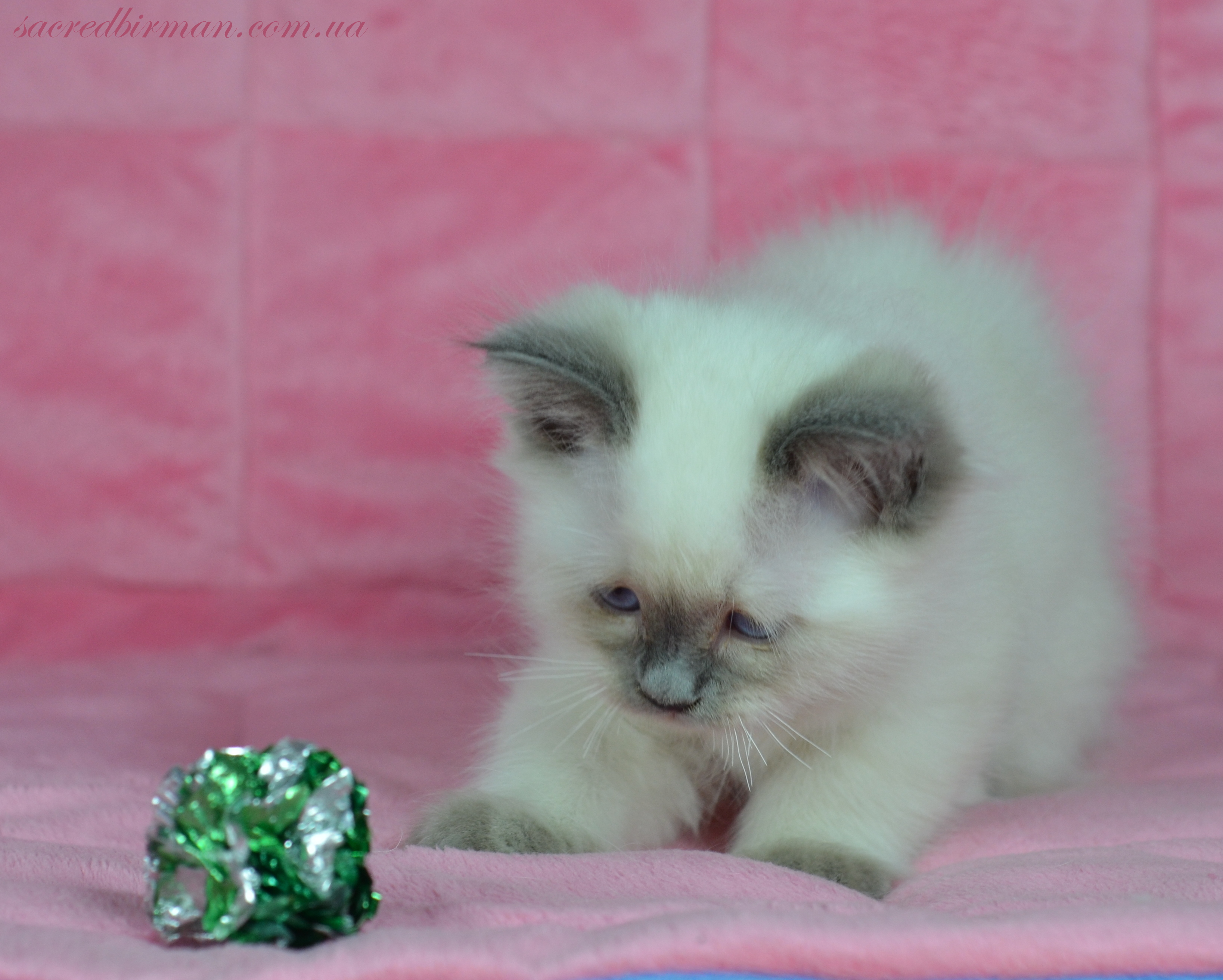 Jacqueline playing