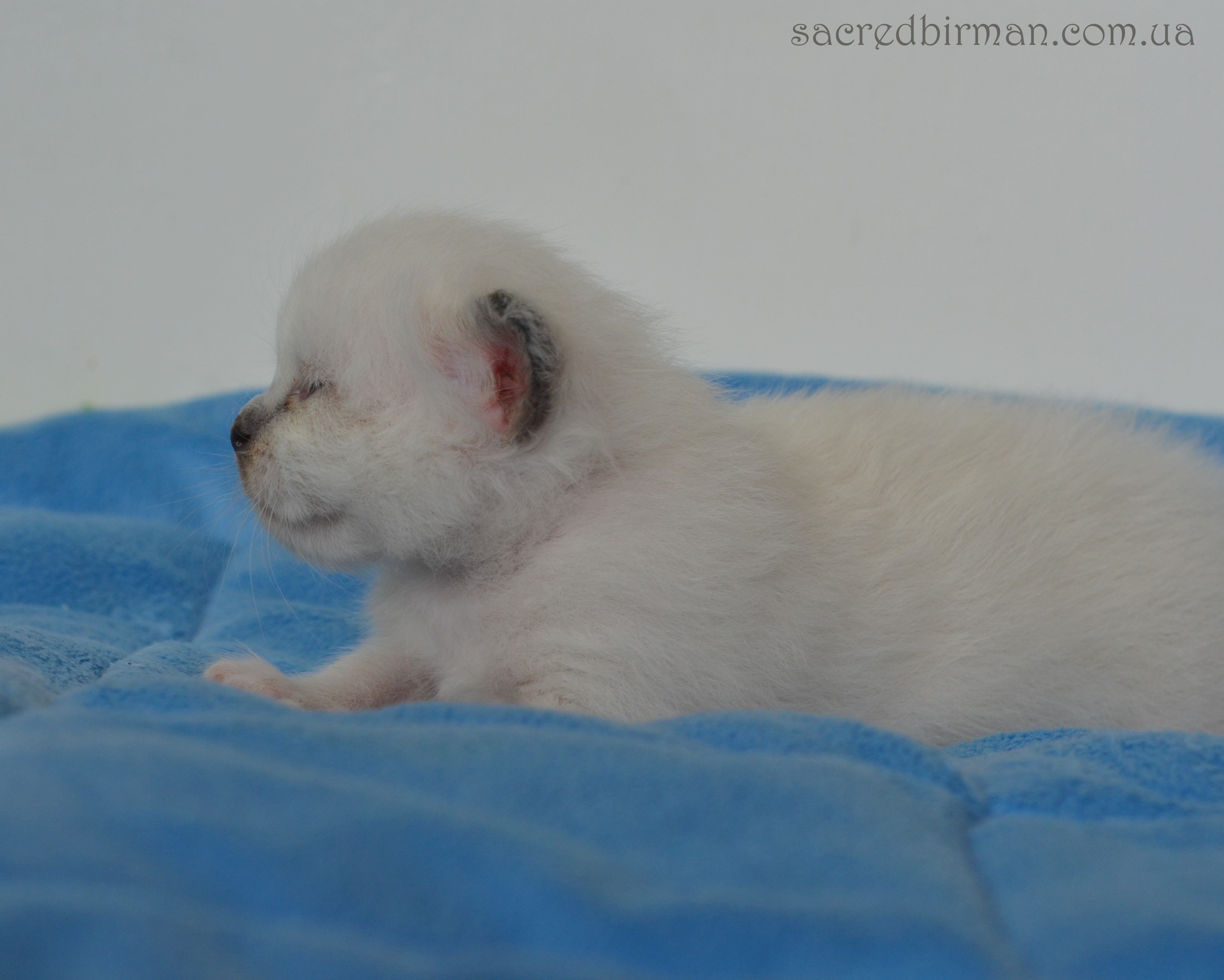 L seal boy 2 weeks (3)