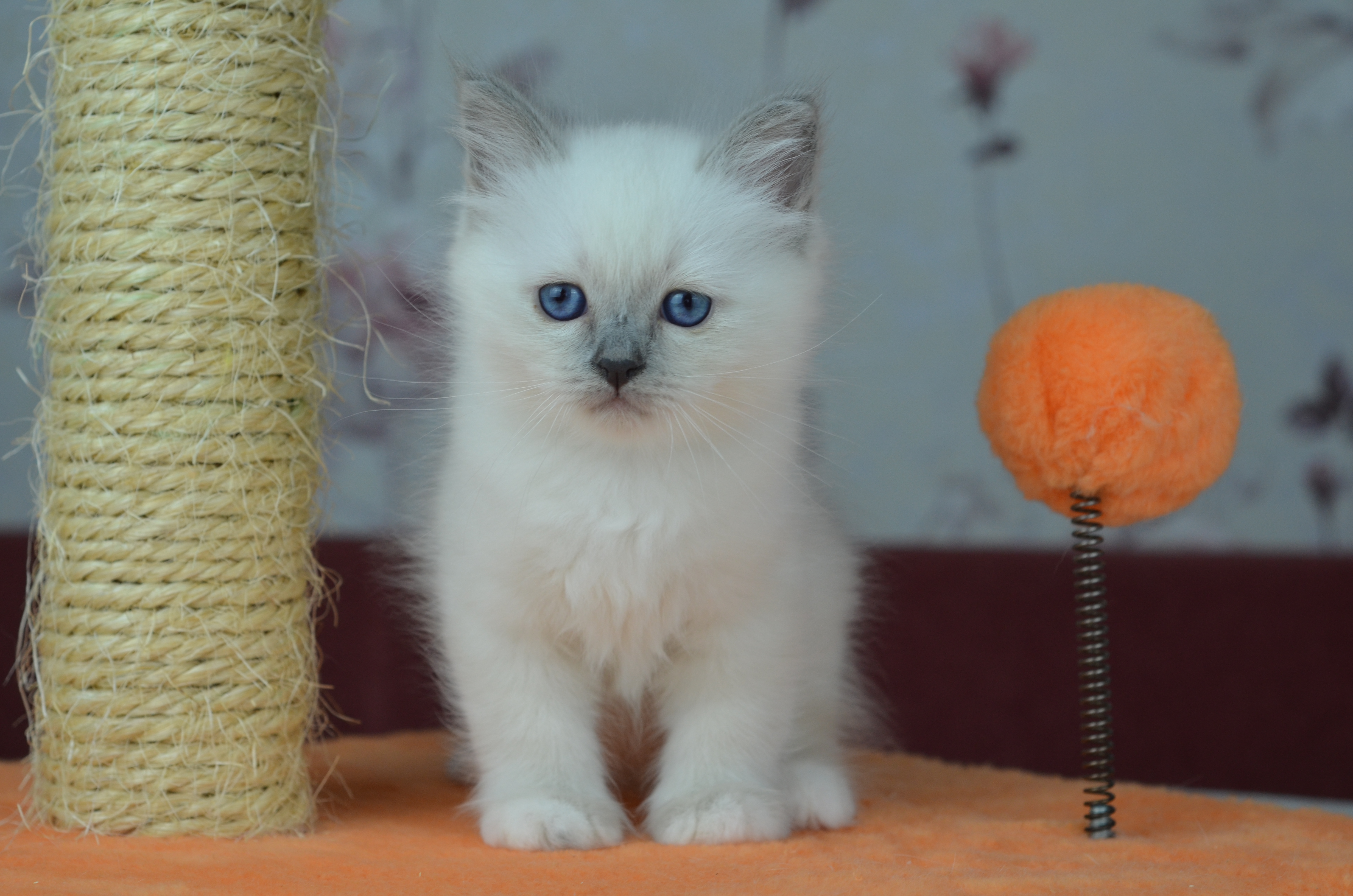 Lola 1,5 m