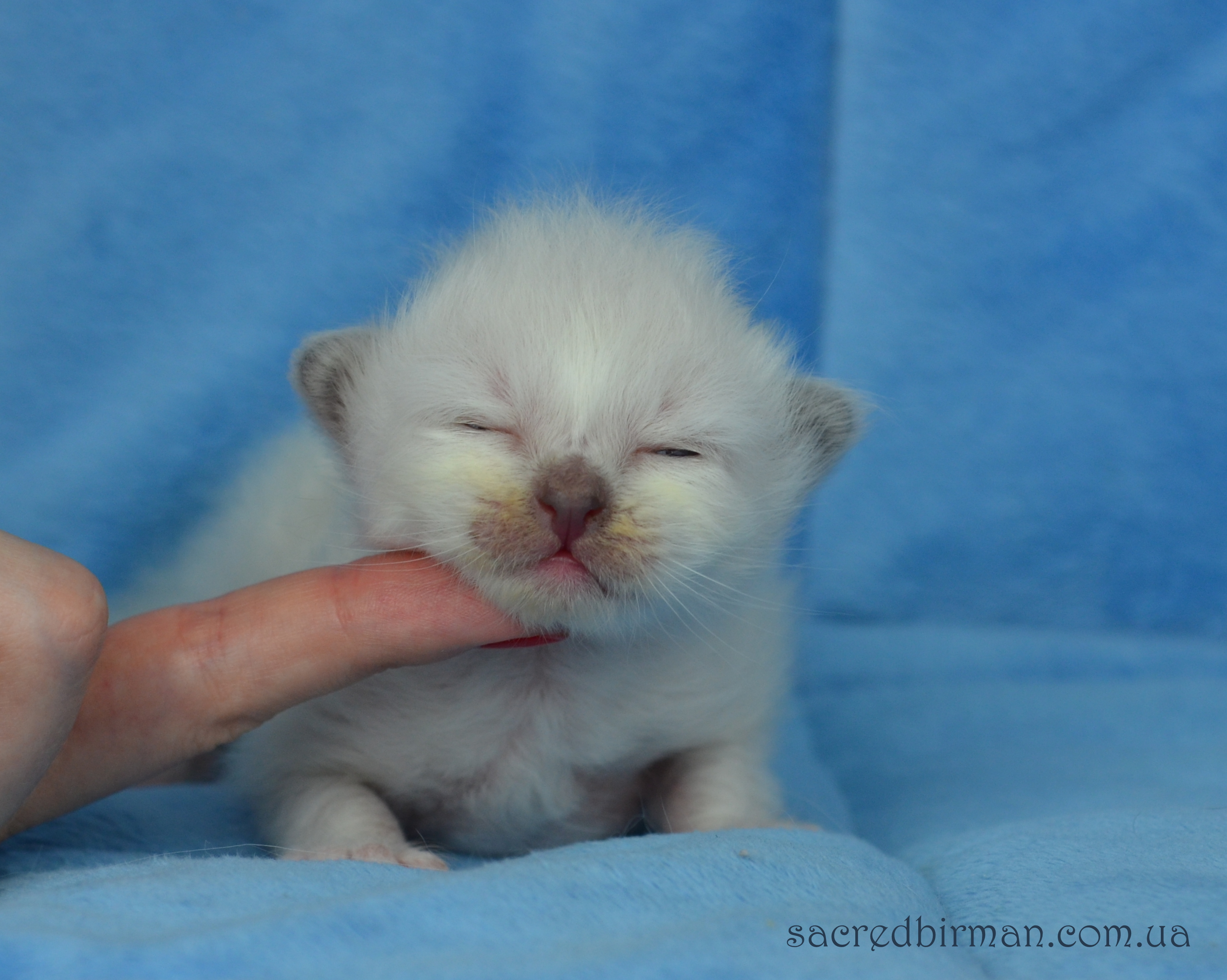 L blue boy 10 days (3)