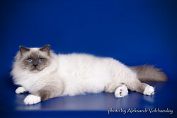 Бобби 3 года